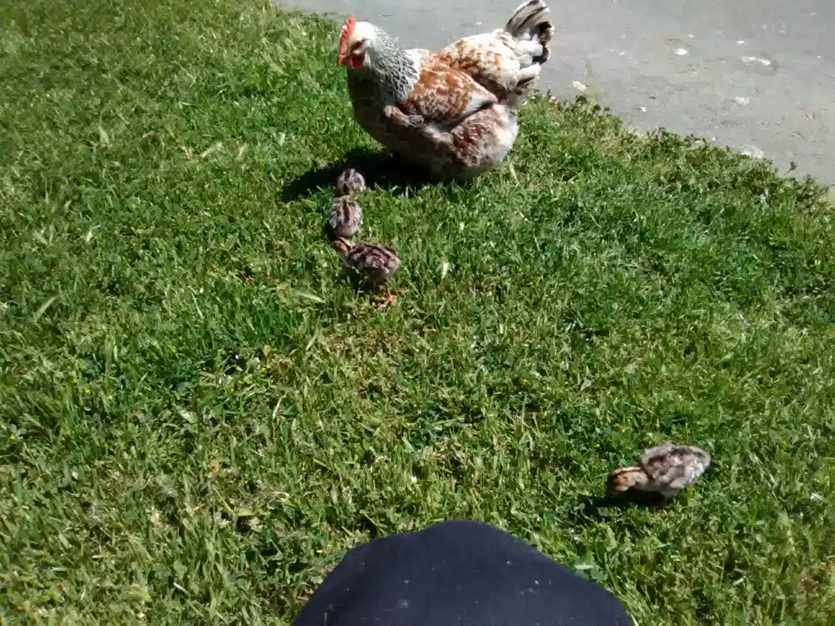 Bi Bett Corp - Thumbnail 6